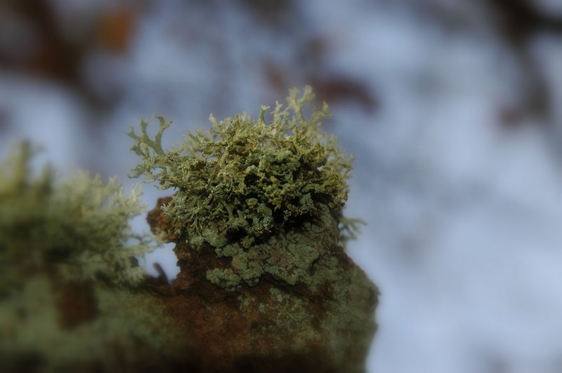 Lichens forestiers 3.3.2013 016